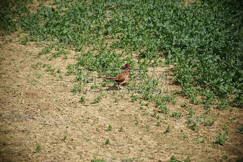 野鸡