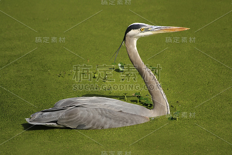 Blue Heron