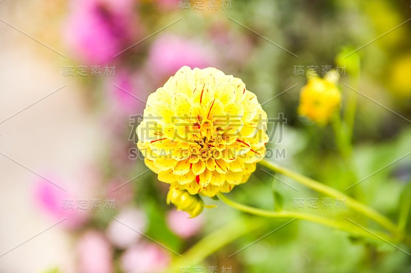 黄色花园大丽花-大丽花羽花-绿色花园花蕾