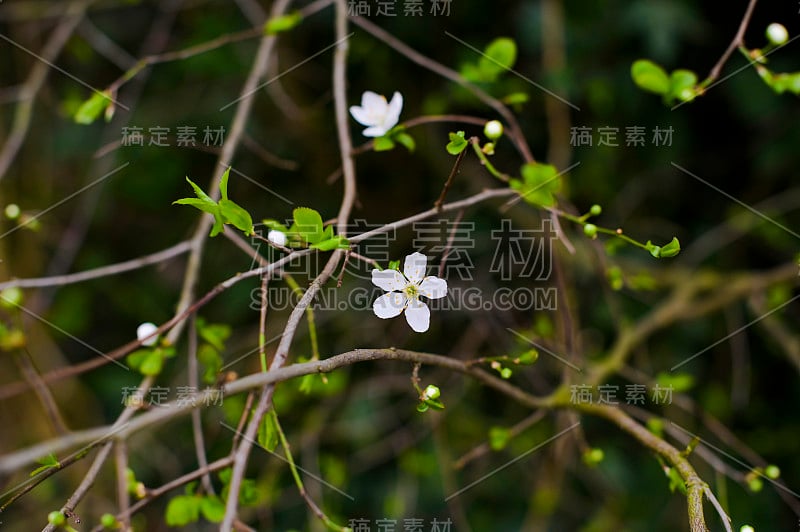 一棵开着白花的开花树的树枝。春天的大自然。第一个芽。副本的空间。