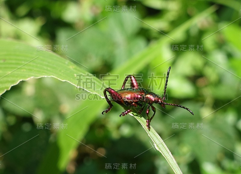 巴厘岛稻田里的红宝石甲虫