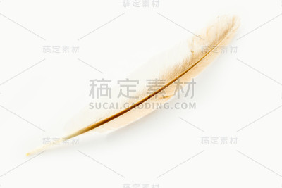鸡毛