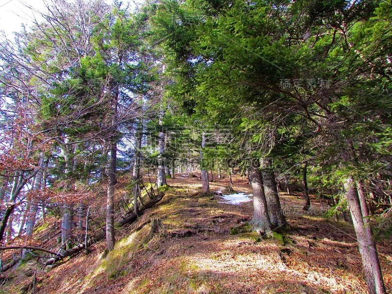 云杉和山毛榉林