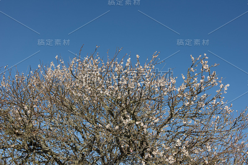 冬季盛开的观赏日本杏树(Prunus mume 'Omoi no mama')在乡村别墅花园，英格兰