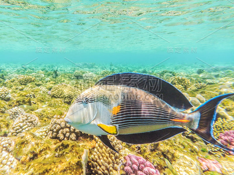 海中的鱼儿红海水下拍摄。美丽的海底世界。