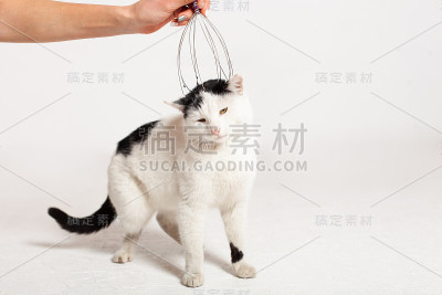 在白色的背景上梳理、抓挠一只黑白相间的猫