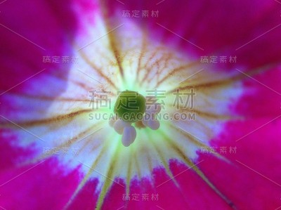 花自然叶色