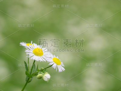 初夏田野里的雏菊