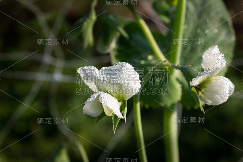 娇嫩的豌豆花覆盖着厚厚的露珠，选择性聚焦有机自然耕作