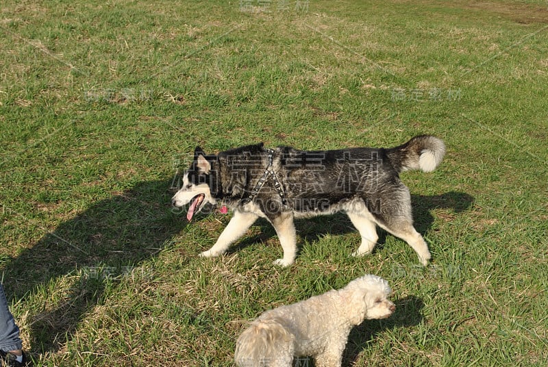 西伯利亚雪橇犬