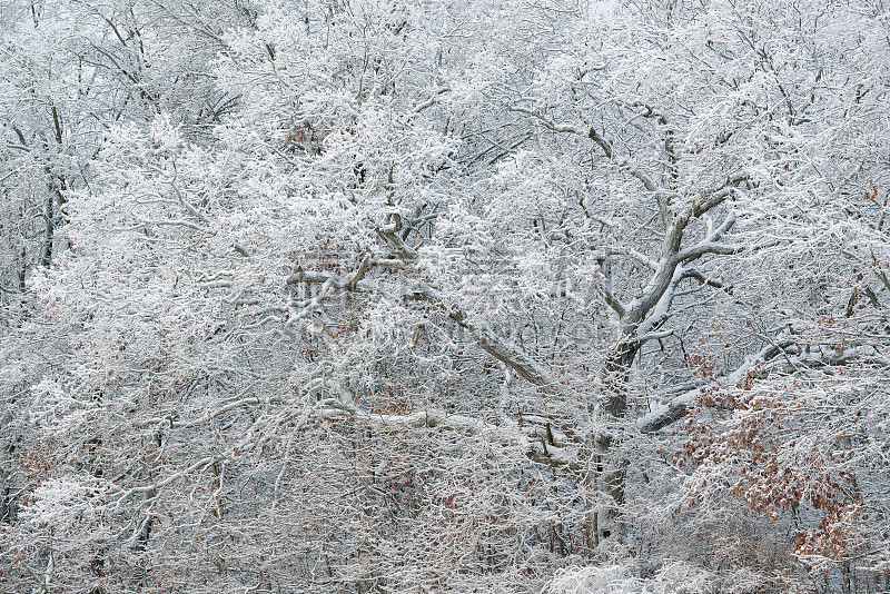 雪聚集树