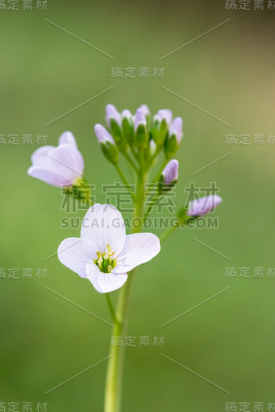 杜鹃花在春天开放