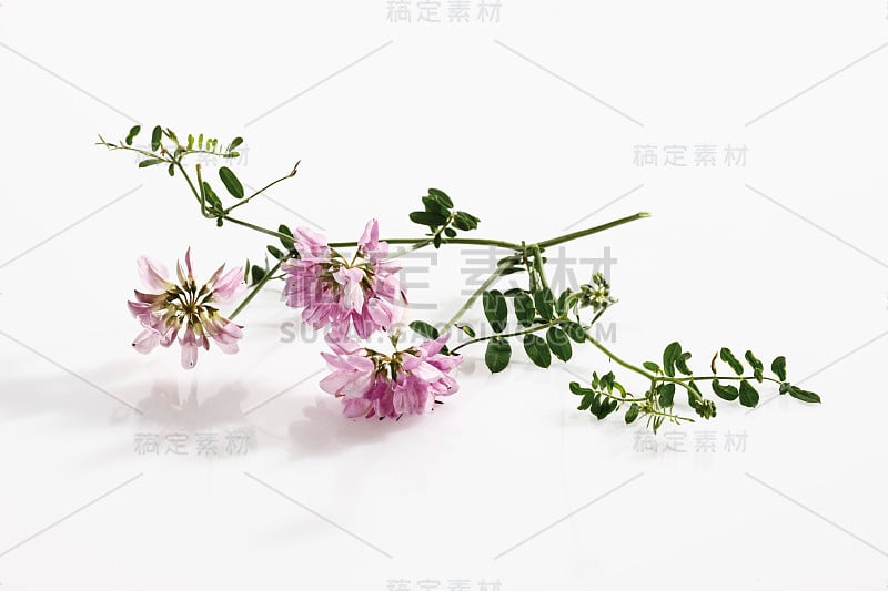 野豌豆花(Coronilla)