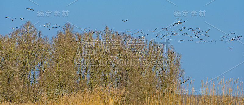 冬天，一群大雁在自然公园的天空中飞翔