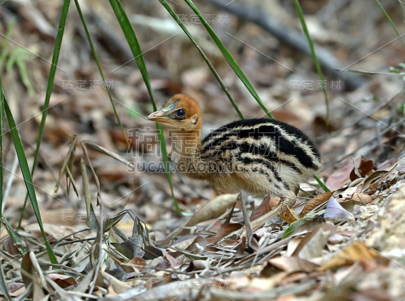 南方食火鸡的雏鸟(Casuarius Casuarius)