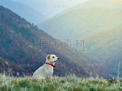带着宠物旅行。