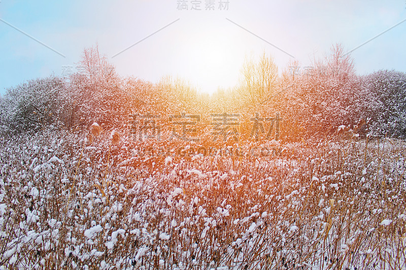 干枯的花朵覆盖着白雪和树木，捷克冬季的风景