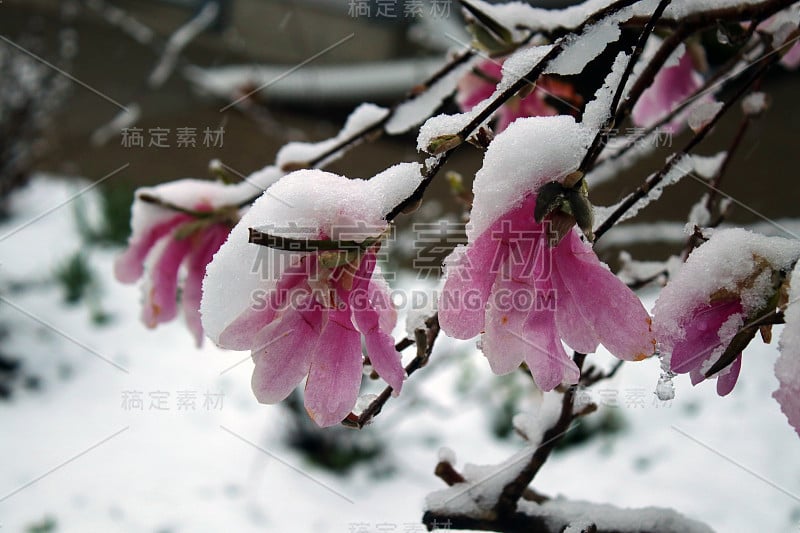 春天的自然背景是雪花。