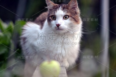 猫在花园