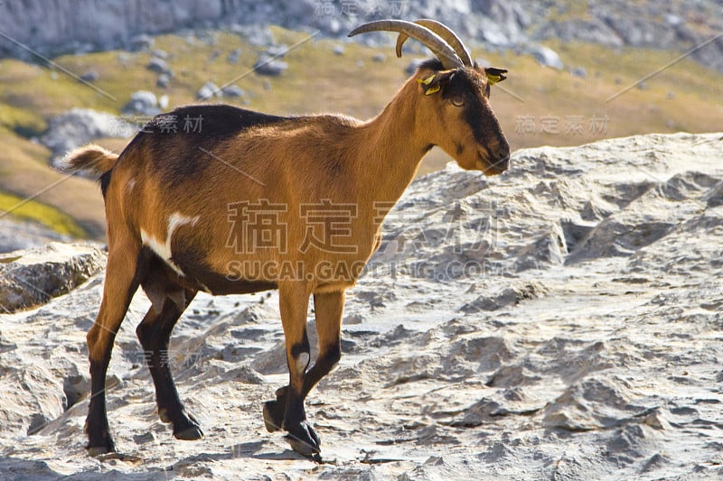 西班牙，坎塔布里亚，欧洲皮科斯国家公园，白天的野山母羊(Capra aegagrus)