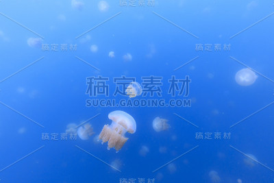 帕劳水母湖中的金色水母