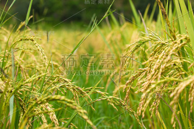 稻田