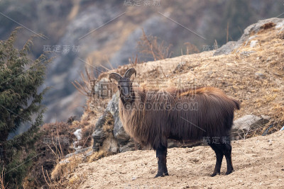 喜马拉雅山羊