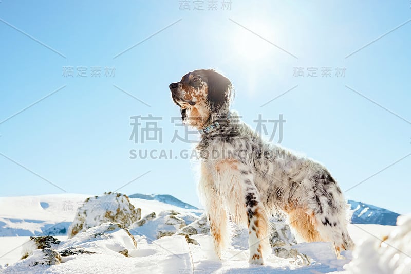 雪山中的塞特犬