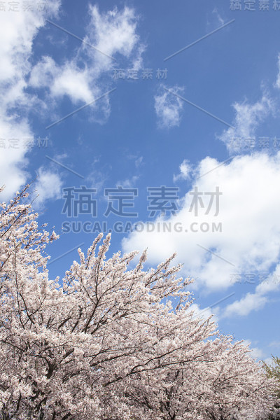 樱桃树