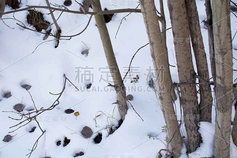 冰雪森林