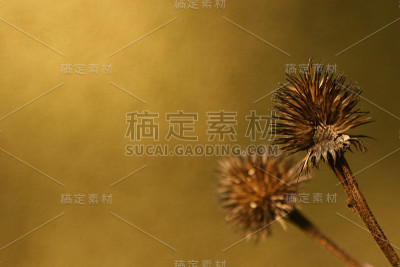秋天仍然