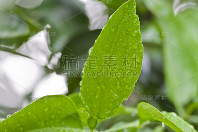 叶子上的水滴