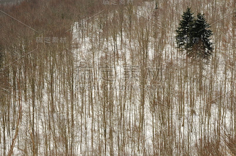 冬季降雪后，托斯卡纳山脉山毛榉林中的冷杉。意大利。