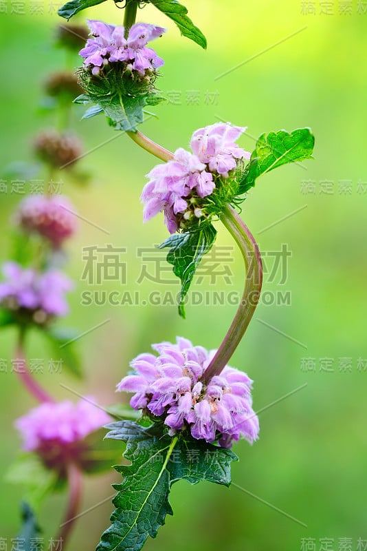 tuberosa的花(Phlomis tuberosa)