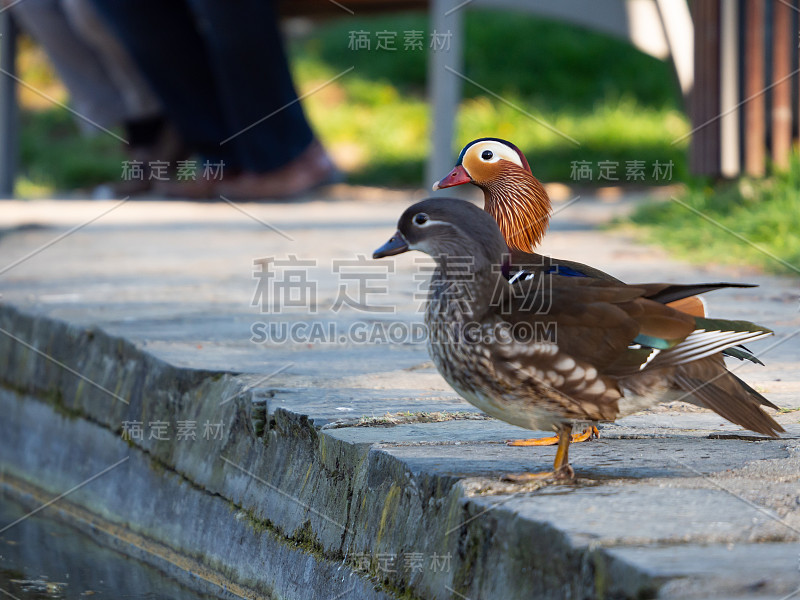 一对鸳鸯坐在公园里