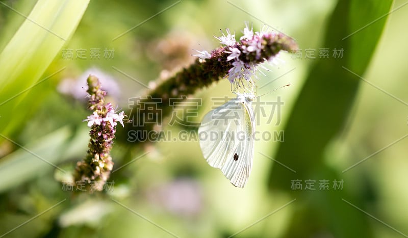 美丽的蝴蝶在野外的植物上