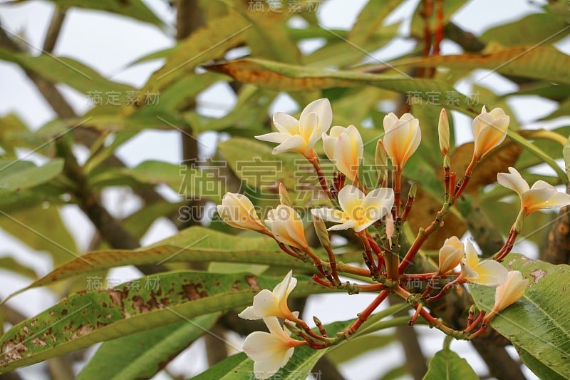 鸡蛋花花沙漠玫瑰黄美丽树上，选择性焦点(学名，夹竹桃科，鸡蛋花，宝塔，寺庙)