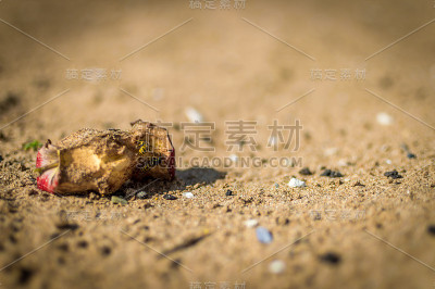 苹果黄蜂