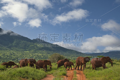 肯尼亚察沃东部和察沃西部国家公园的大象