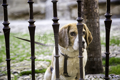 狗在笼子里
