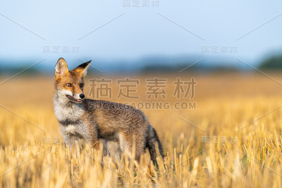 狐狸在田野里四处张望