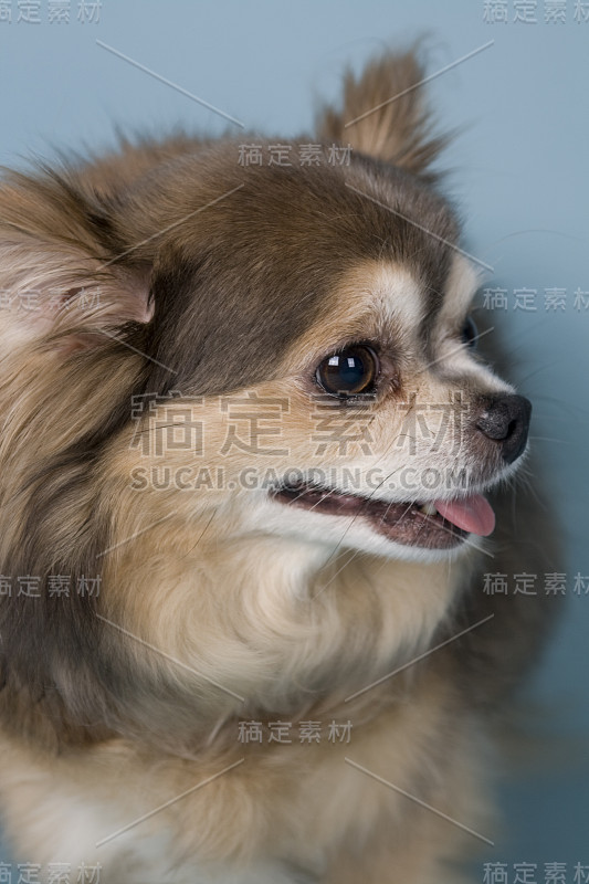 蓝色背景上的吉娃娃