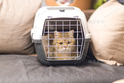 猫坐在动物笼里