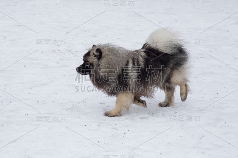 可爱的德国狼犬在冬天的公园里散步。宠物的动物。