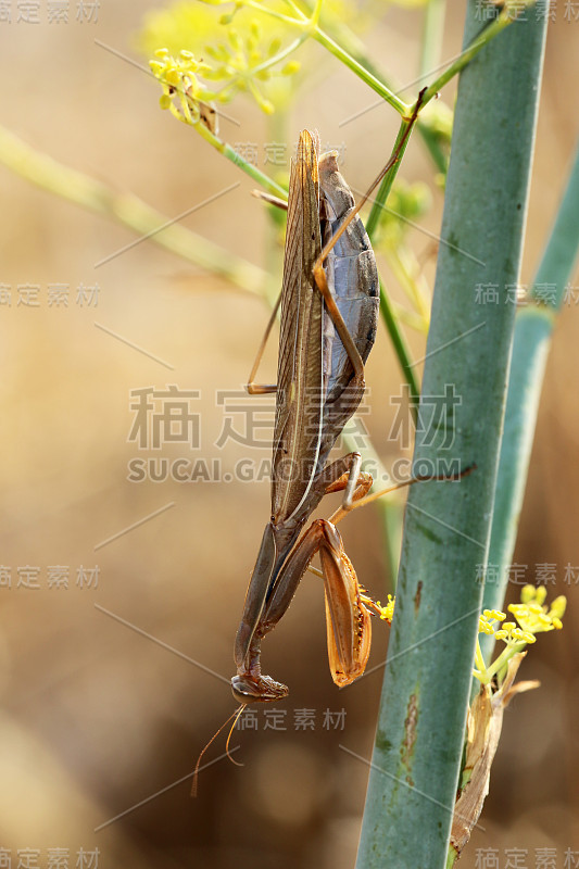 戈特桑贝特林