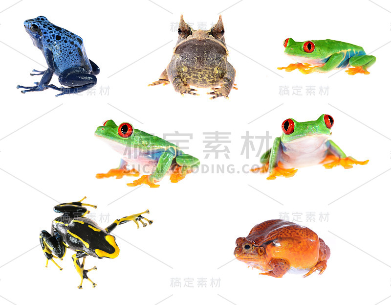 青蛙编译。红眼树蛙(Agalychnis callidryas)、蓝箭蛙(Dendrobates t