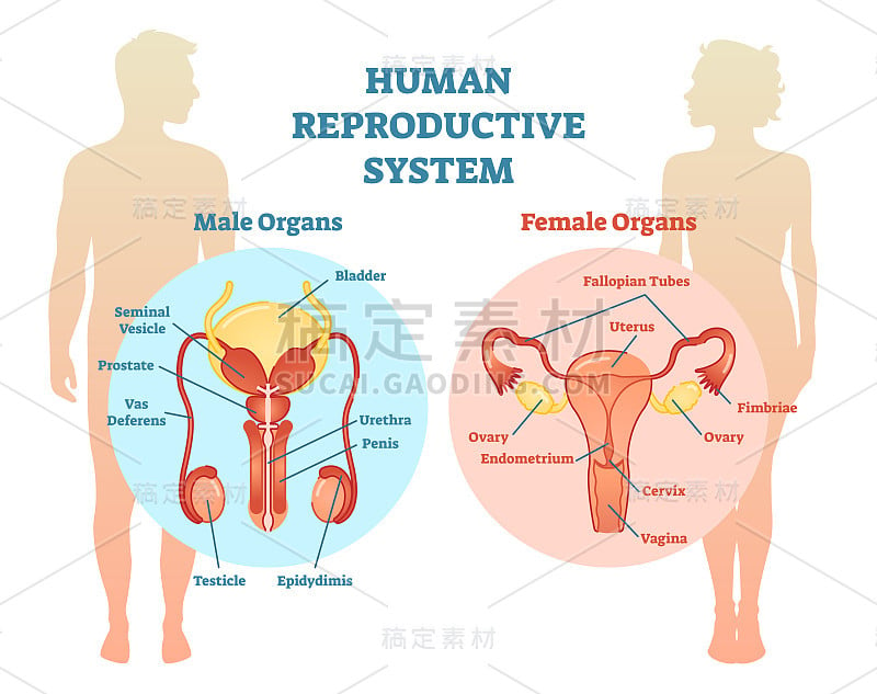 人类生殖系统矢量图解，男性和女性。