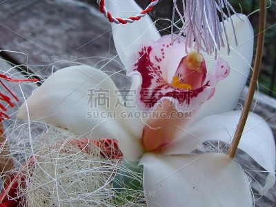 3月兰花