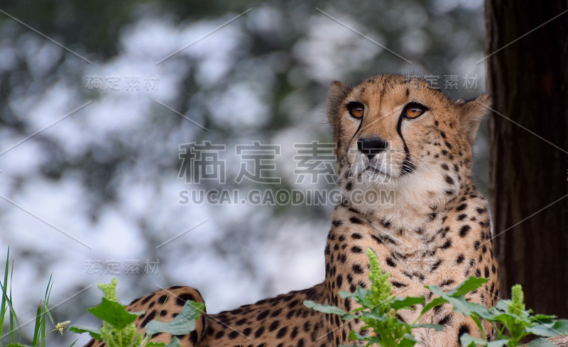 一只美丽的猎豹坐在树叶上