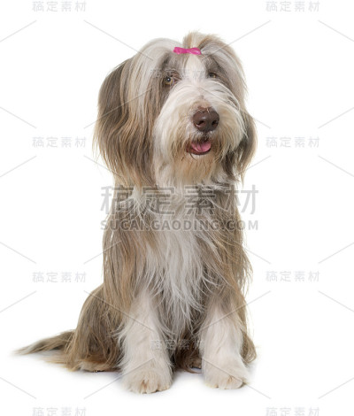 女性古代长须牧羊犬